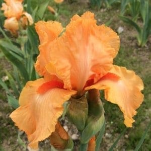 018_orange_harvest_remontant_irisjardin_jardindesiris