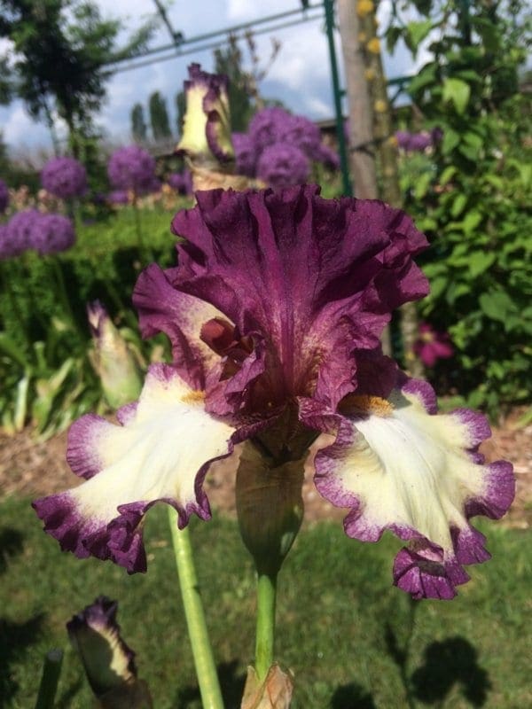021_sing_a_song_irisjardin_jardindesiris