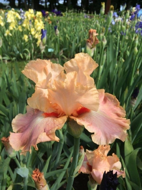 030_cheyenne_sky_irisjardin_jardindesiris.jpg