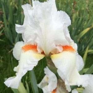 040_lark_ascending_irisjardin_jardindesiris