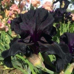 044_black_suited_irisjardin_jardindesiris