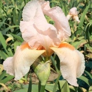 051_roselyne_remontant_irisjardin_jardindesiris