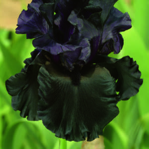 057_raven_girl_irisjardin_jardindesiris