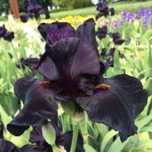062_old_black_magic_irisjardin_jardindesiris