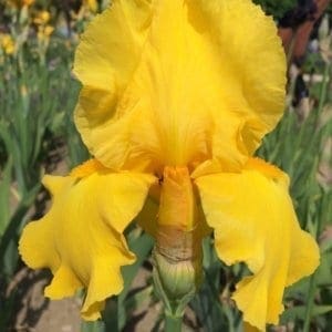 066_carolina_gold_irisjardin_jardindesiris