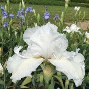 074_mesmerizer_remontant_irisjardin_jardindesiris