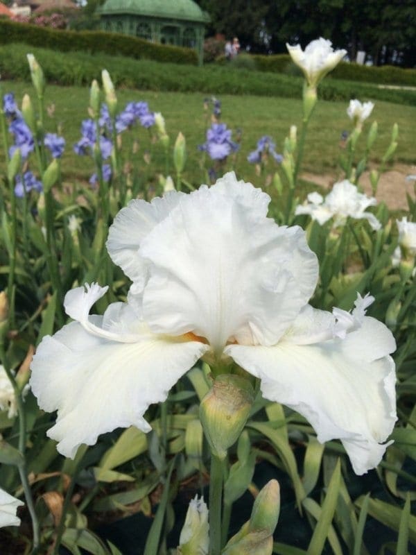074_mesmerizer_remontant_irisjardin_jardindesiris
