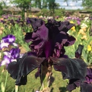 077_paint_it_black_irisjardin_jardindesiris