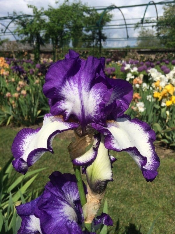 078_rare_quality_irisjardin_jardindesiris