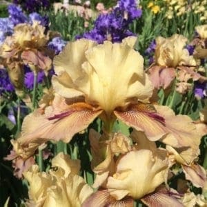 123_thornbird_remontant_irisjardin_jardindesiris