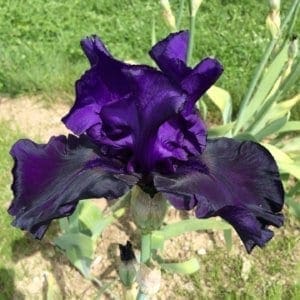 124_midnight_magesty_irisjardin_jardindesiris