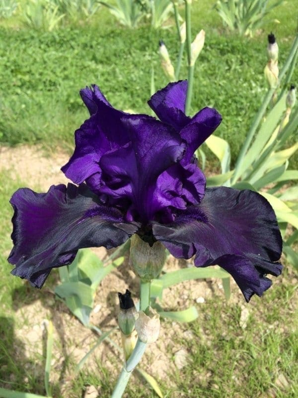 124_midnight_magesty_irisjardin_jardindesiris