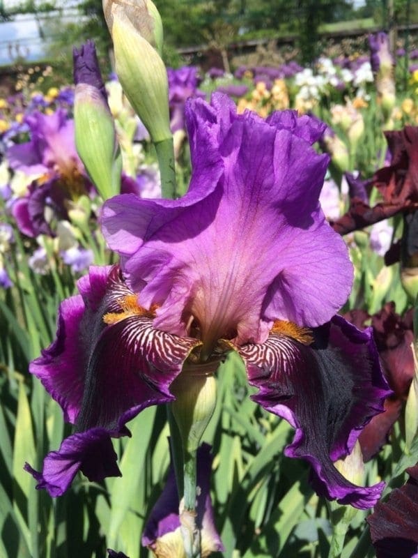 135_violet_turner_irisjardin_jardindesiris