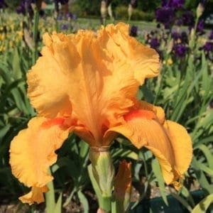 155_skyfire_irisjardin_jardindesiris