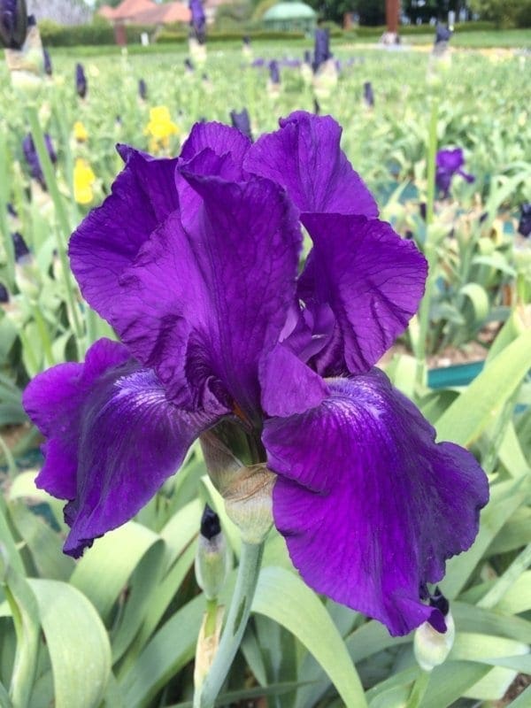 158_violet_classic_remontant_irisjardin_jardindesiris