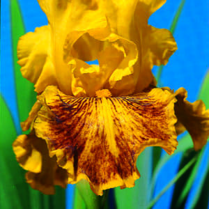 171_dazzling_gold_irisjardin_jardindesiris