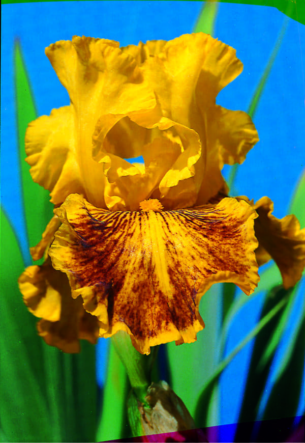 171_dazzling_gold_irisjardin_jardindesiris