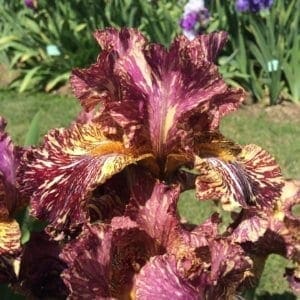 177_bewilderbeast_irisjardin_jardindesiris