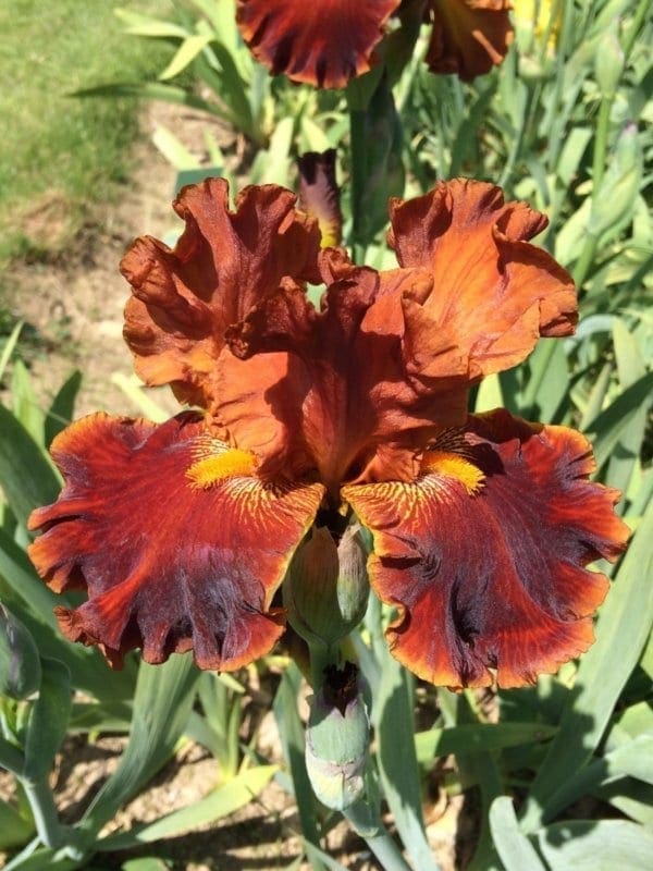 196_rustlerJPG_irisjardin_jardindesiris