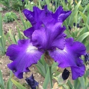 208_stellar_light_remontant_irisjardin_jardindesiris