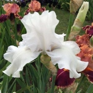 215_san_juan_silver_irisjardin_jardindesiris