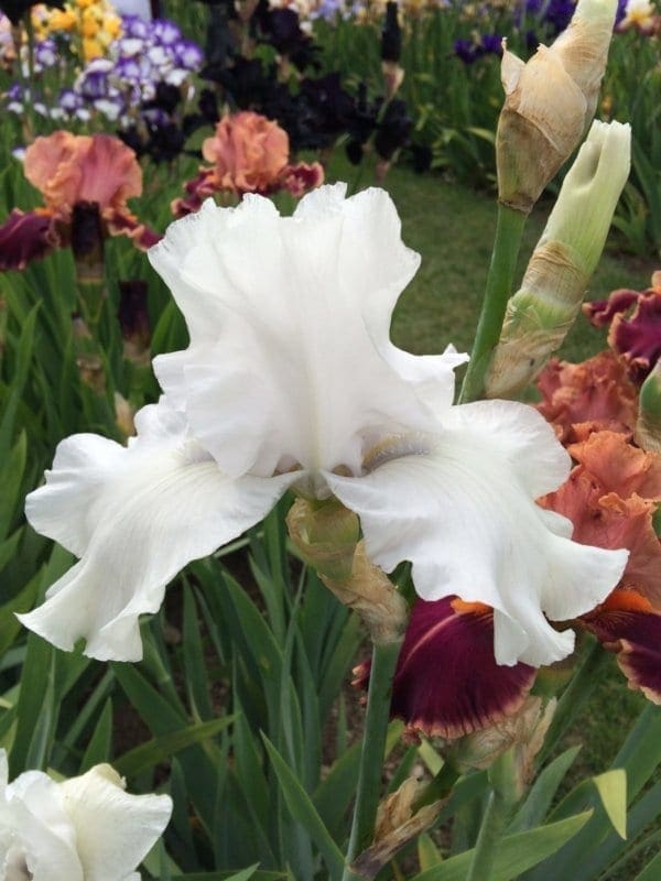 215_san_juan_silver_irisjardin_jardindesiris