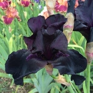 218_before_the_storm_irisjardin_jardindesiris