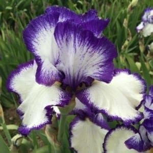 219_presby's_crown_jewel_irisjardin_jardindesiris
