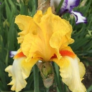 224_good_vibrations_irisjardin_jardindesiris