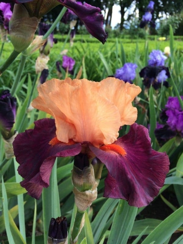 230_braggadocio_irisjardin_jardindesiris