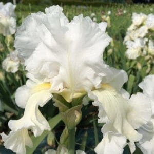 242_what's_your_name_irisjardin_jardindesiris