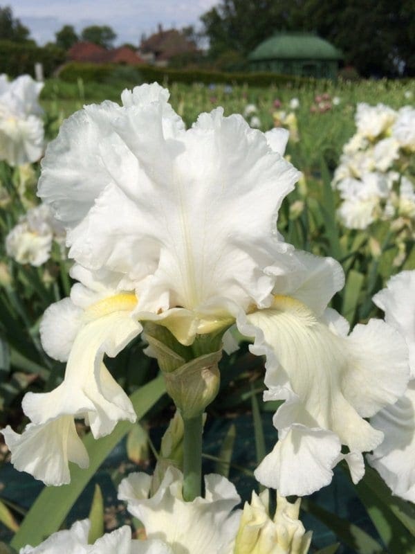 242_what's_your_name_irisjardin_jardindesiris