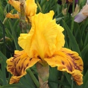 244_ming_dynasty_irisjardin_jardindesiris