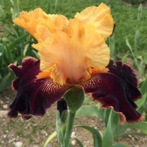 245_mexican_holiday_irisjardin_jardindesiris