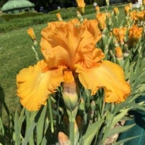 272_amplified_jardin_jardindesiris
