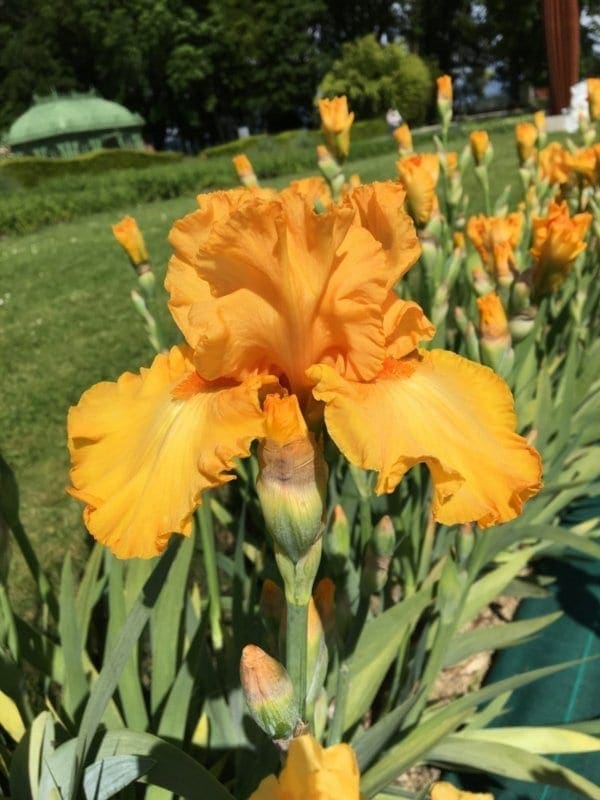 272_amplified_jardin_jardindesiris