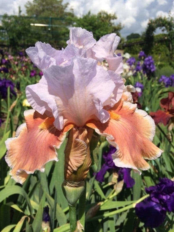278_magharee_irisjardin_jardindesiris