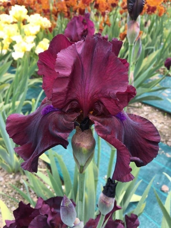 283_fortunate_son_jardin_jardindesiris