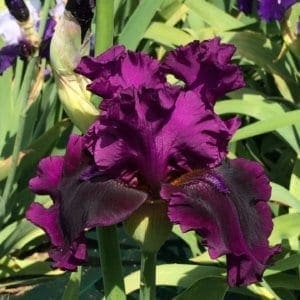 290_purple_serenade_irisjardin_jardindesiris