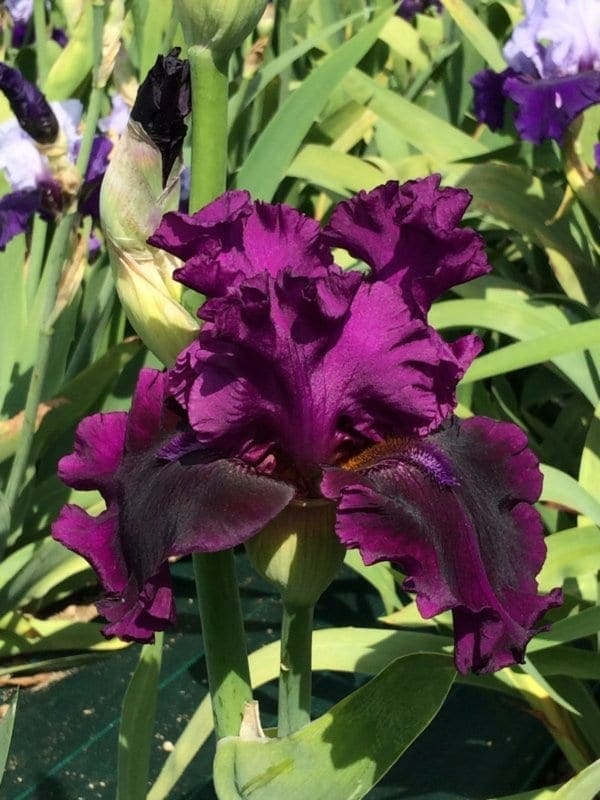 290_purple_serenade_irisjardin_jardindesiris