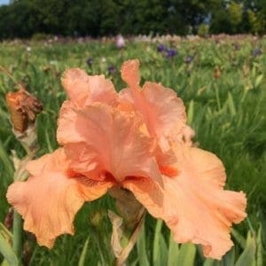 291_orange_slices_irisjardin_jardindesiris