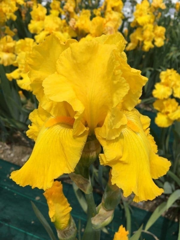 296_strike_it_rich_jardin_jardindesiris