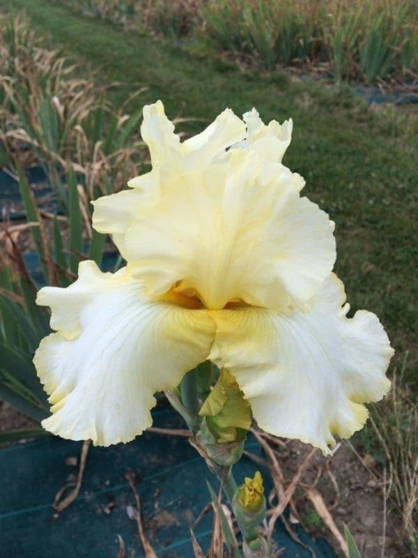 331_total_recall_remontant_irisjardin_jardindesiris