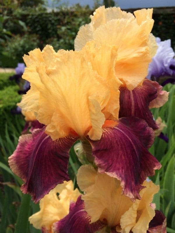 333_come_what_may_remontant_irisjardin_jardindesiris