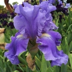 350_agua_frescaJPG_irisjardin_jardindesiris