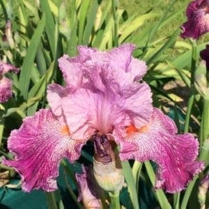 353_anything_goes_irisjardin_jardindesiris