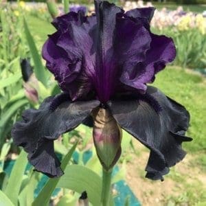 359_black_is_black_jardin_jardindesiris