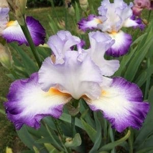 360_conjuration_irisjardin_jardindesiris