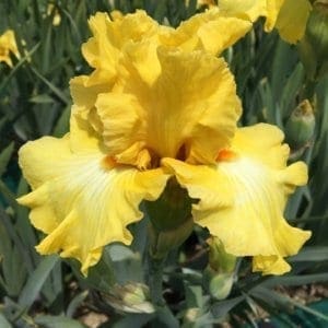 364_miami_beach_jardin_jardindesiris