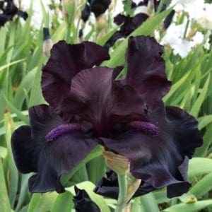 373_midnight_oil_irisjardin_jardindesiris